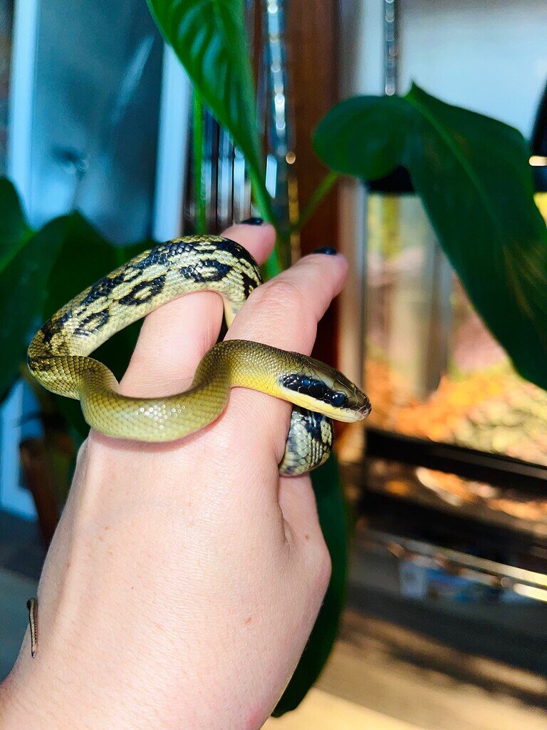 Vertical or horizontal tank? Blue Beauty Rat Snake Enclosures
