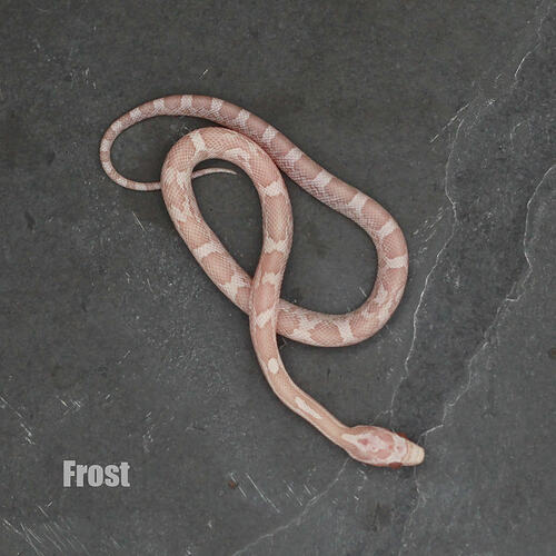 Frost_Top_NL