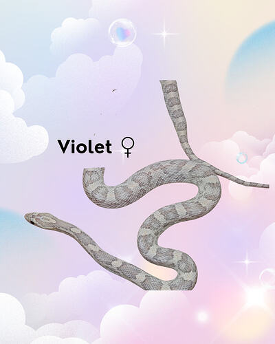 Violet