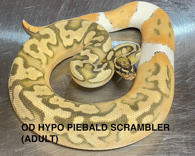 adult od hypo piebald scrambler