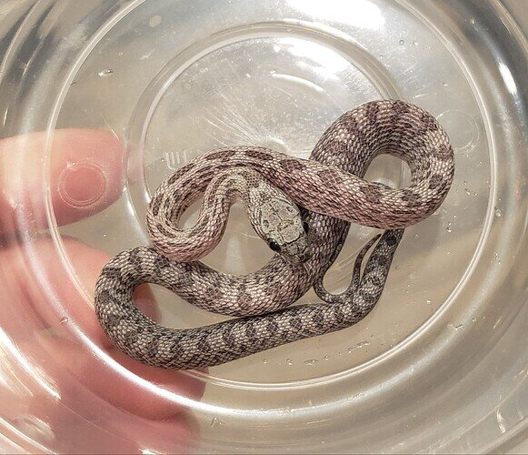 light gray baby corn snake with lump in belly