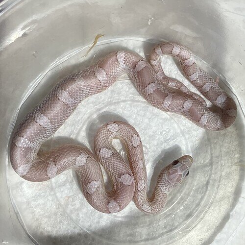 A silvery pinkish snake with a tummy lump.