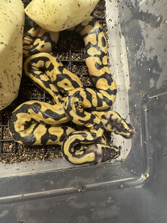 Help identifying BP’s - Ball Pythons - MorphMarket Reptile Community