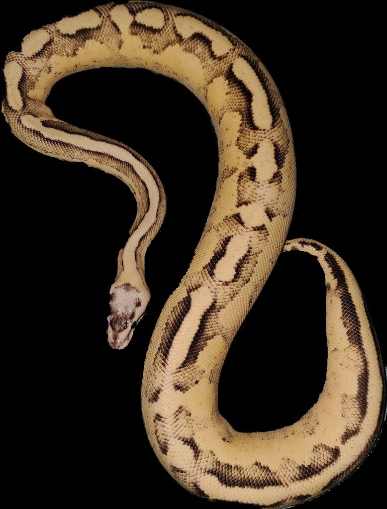 Is This Even Worth It - Ball Pythons - MorphMarket Reptile Community