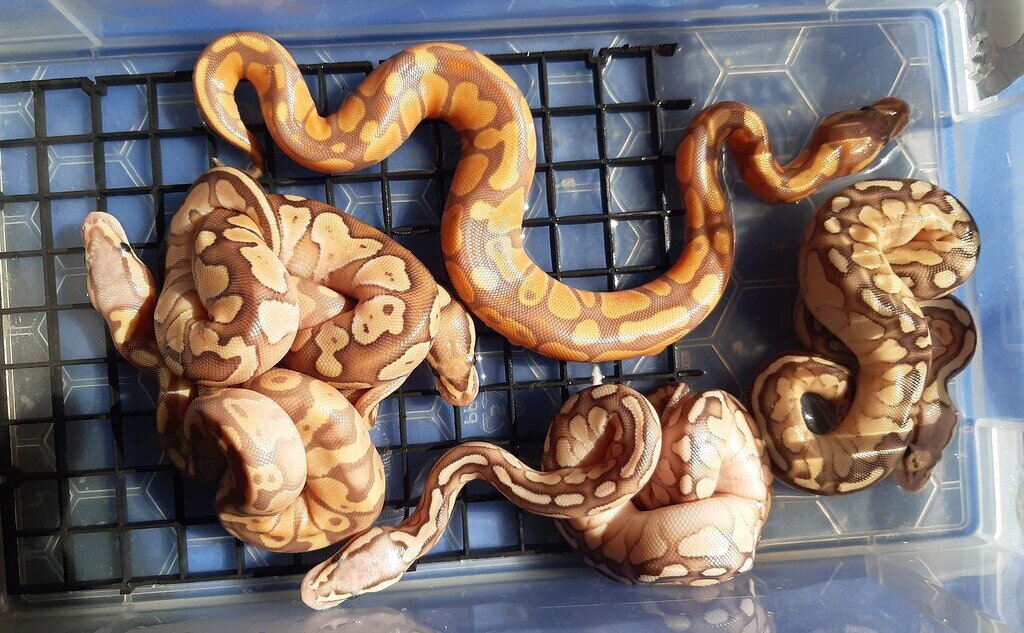 tips-for-getting-a-hatchling-to-feed-without-live-ball-pythons