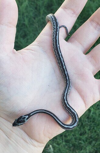 gray striped baby corn snake on hand|