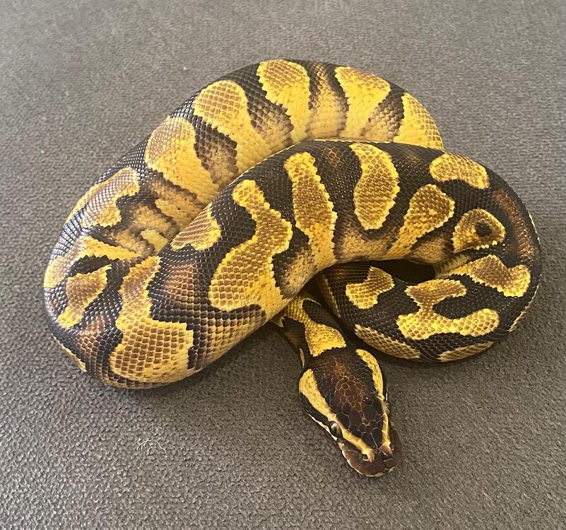 Ball Python Gene Sheet.pdf Ball python genetics - Ball Pythons - MorphMarket Reptile Community