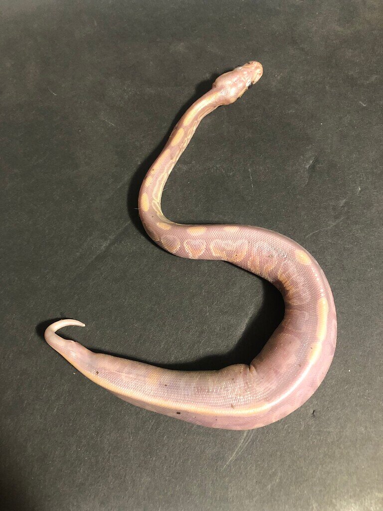 Hatchling deformed - Ball Pythons - MorphMarket Reptile Community