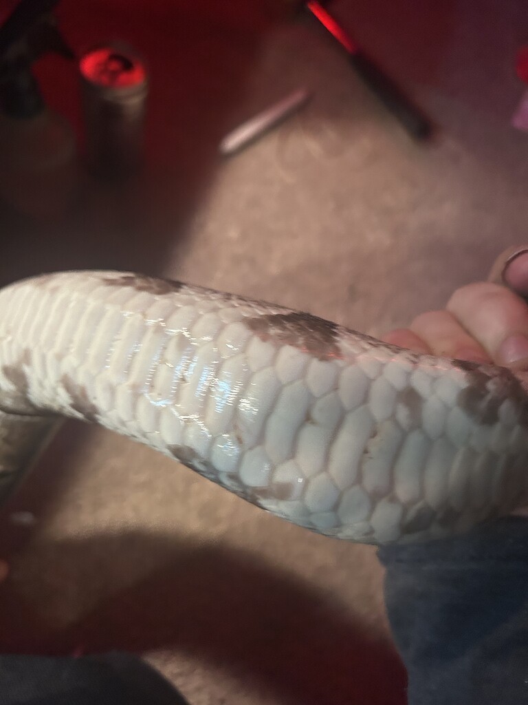 Scale rot or damaged scales? - Ball Pythons - MorphMarket Reptile Community