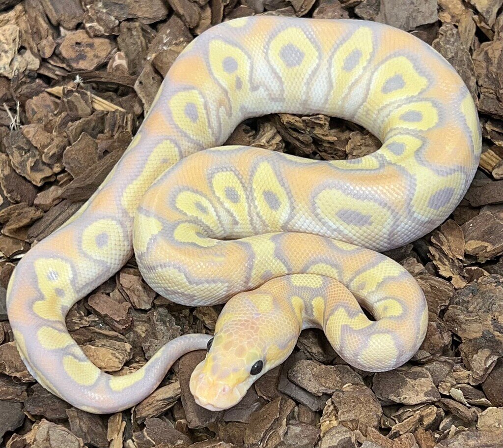 Banana hypo mojave clown ball pythons morphmarket reptile community