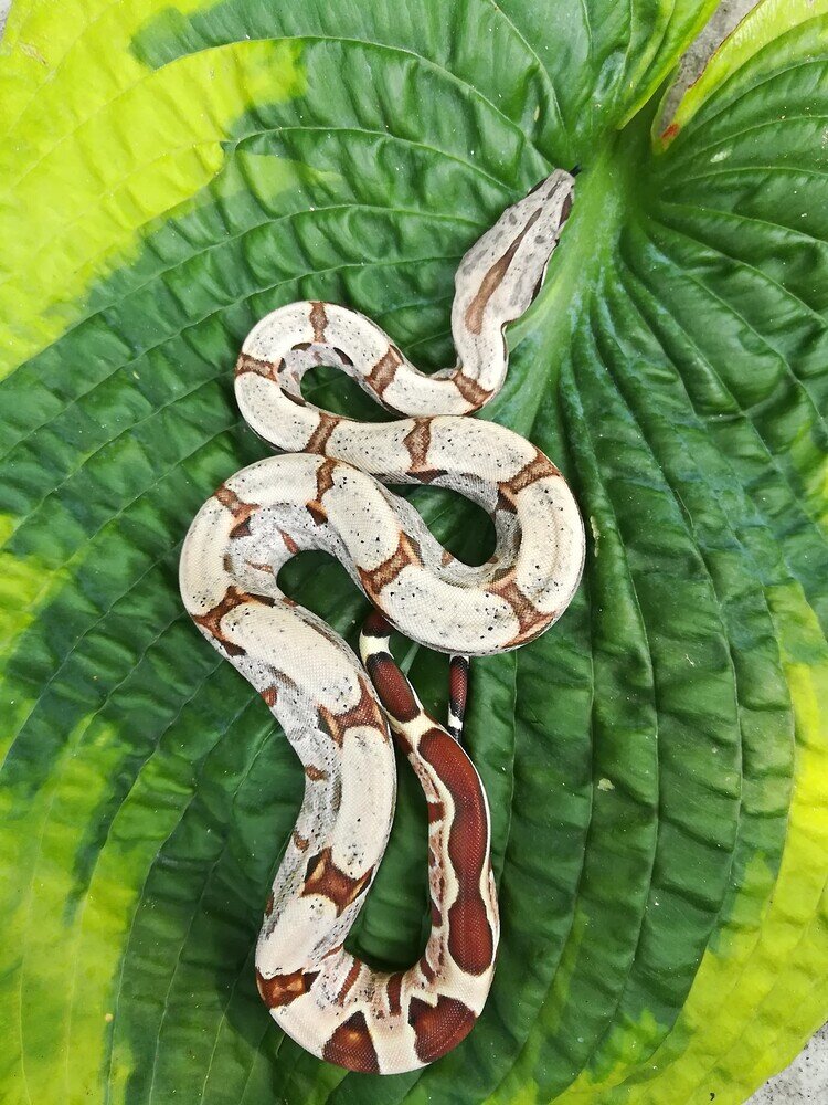 Clean Patterned BCI - Boa Constrictors - MorphMarket Reptile Community