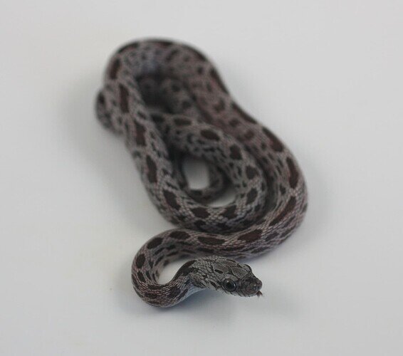 light and dark gray baby corn snake