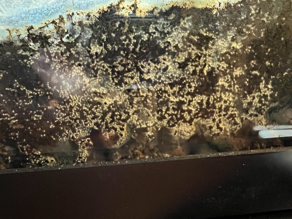 Mold in bio active; should I be concerned? All Reptiles MorphMarket