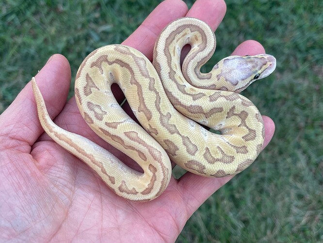 ABEPPO