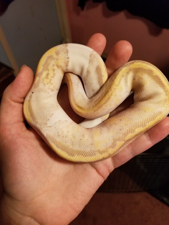 banana pied ball python by patchwork pythons -... Pastel Banana Pied lost her coloring? - Ball Pythons - MorphMarket ...