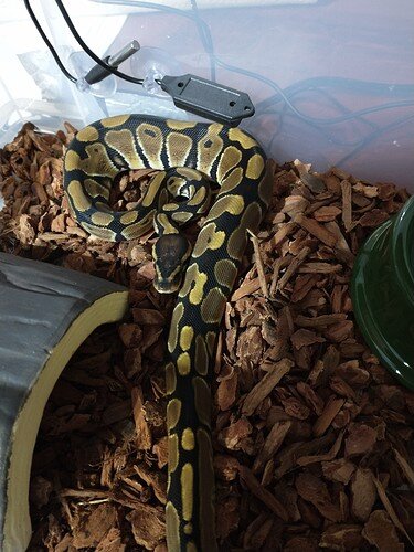 IMG_20211005_121152146