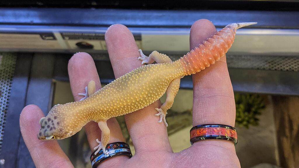 Picked up from Petco as 'Sunglow' - Leopard Geckos