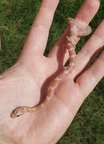 peachy baby corn snake on hand