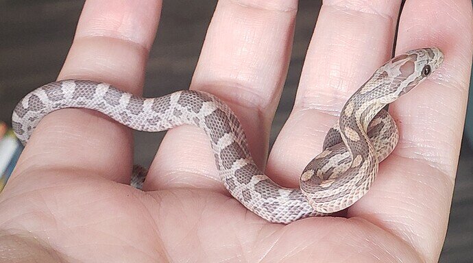 pale peach and lavender baby corn snake on hand