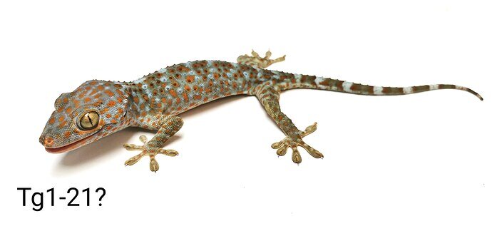 Toaky Gecko Tokay Gecko by Dragon Aquatics