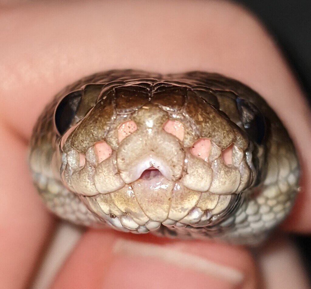 Does my BP have extra heat pits? Ball Pythons MorphMarket Reptile Community