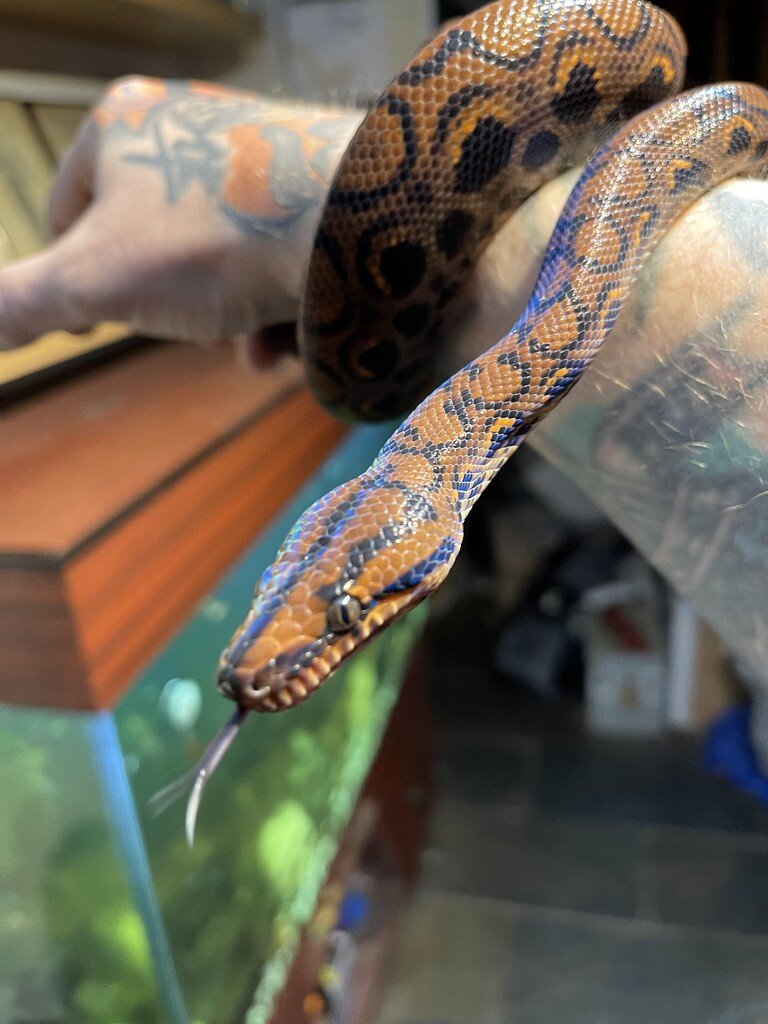 Peruvian Rainbow Boa Rainbow Boas MorphMarket Reptile Community