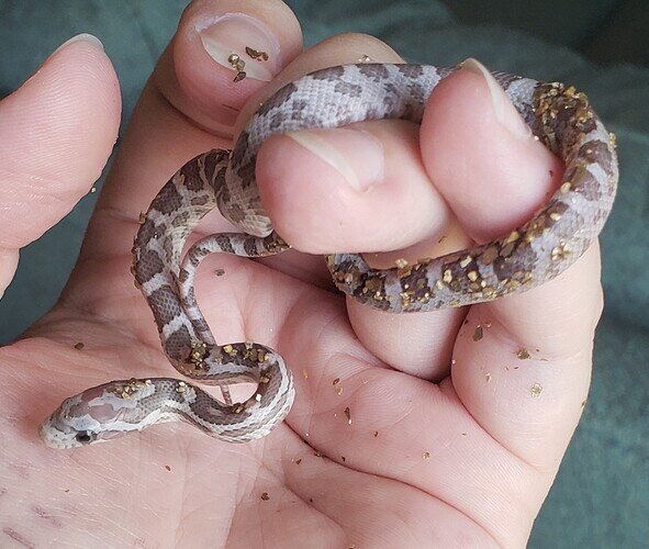 pale gray baby corn snake with bits of vermiculite stuck to it