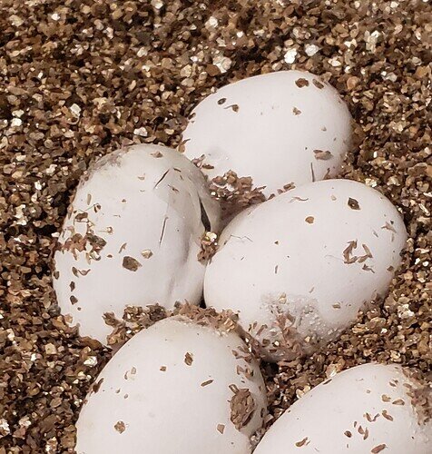 corn snake eggs with small slits in one