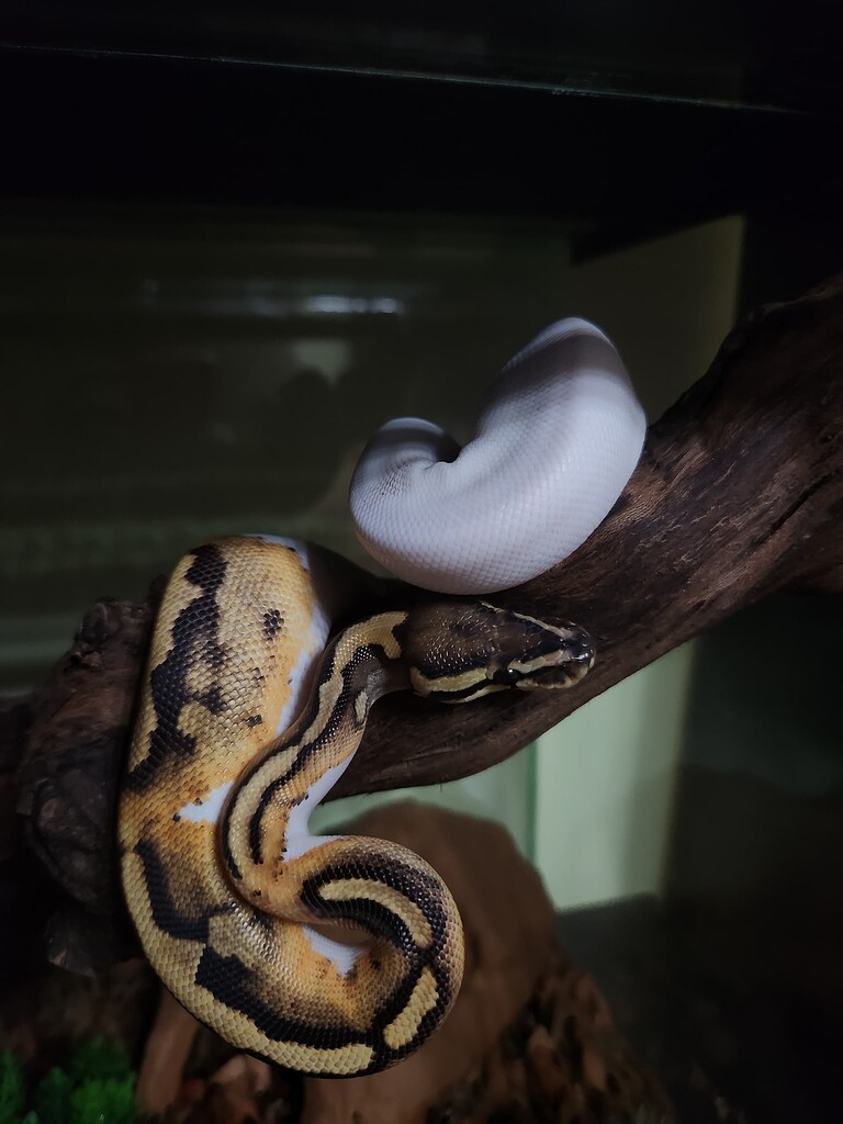Stormtrooper Python Morph Help me identify this beauty's morphs - Ball Pythons - MorphMarket ...
