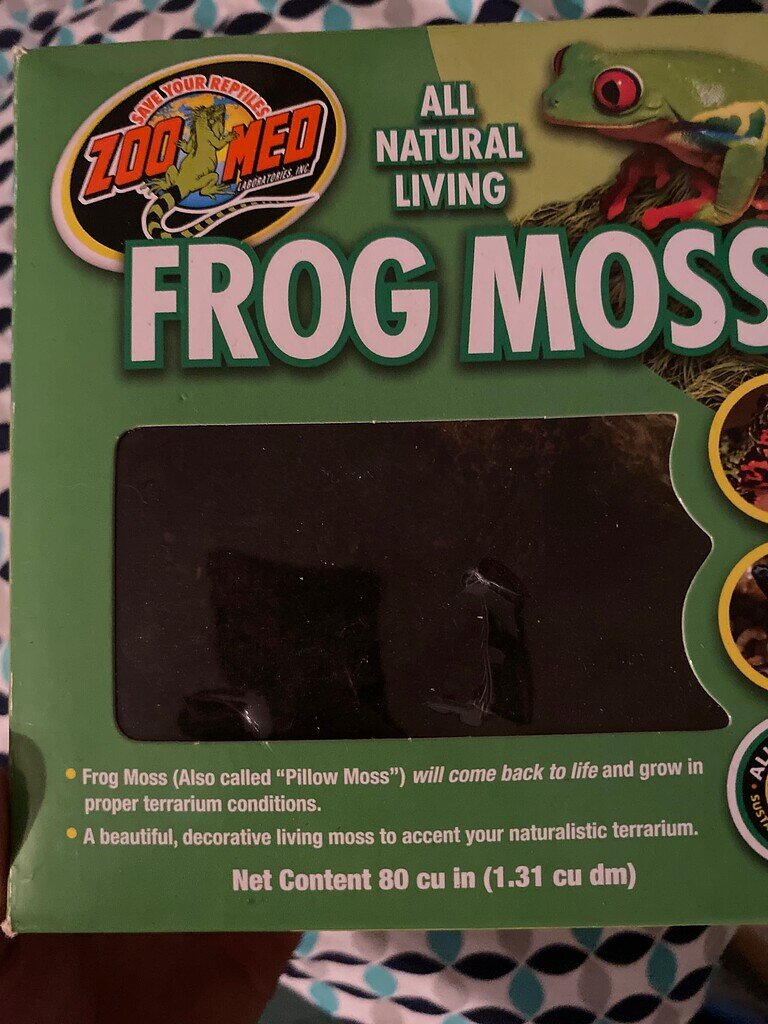 Frog moss for leopard geckos Enclosures & Setups MorphMarket