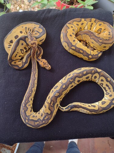 IMG_20220502_180417927