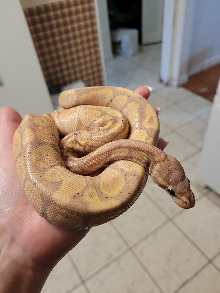 Help identifying mites! Ball Pythons MorphMarket Reptile Community