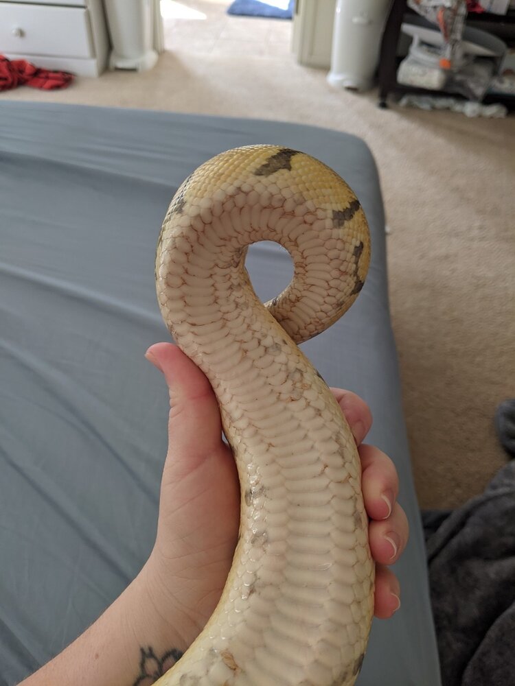 Rescued Ball Python...is this scale rot? - Ball Pythons - MorphMarket ...