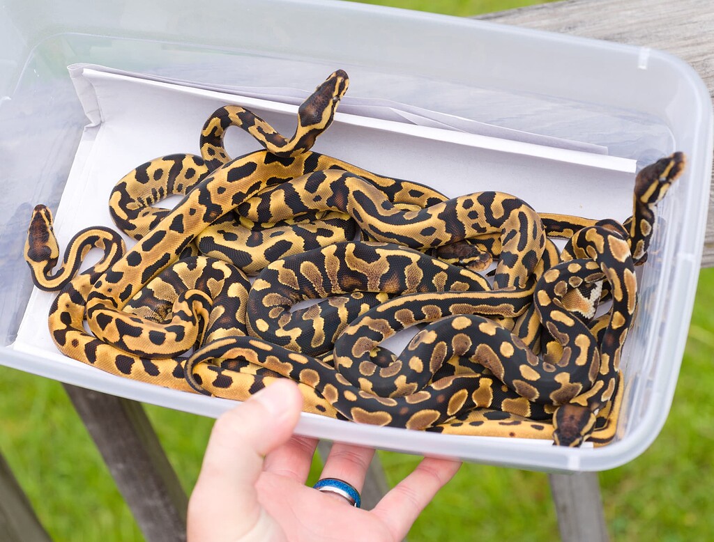 ODYB Leo Enchi Clutch ID - Ball Pythons - MorphMarket Reptile
