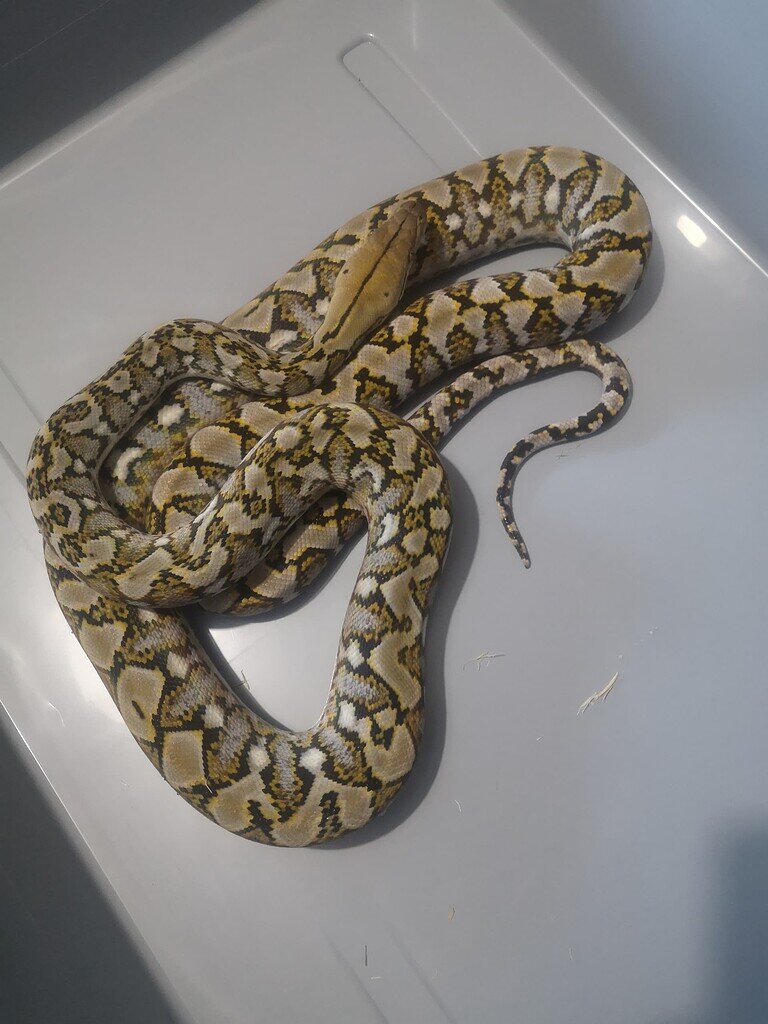 Reticulated python identification - Reticulated Pythons - MorphMarket ...