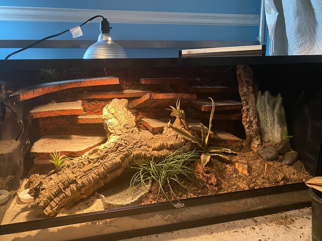 Finished Bioactive for my Peter's Banded Skinks - Enclosures & Setups ...