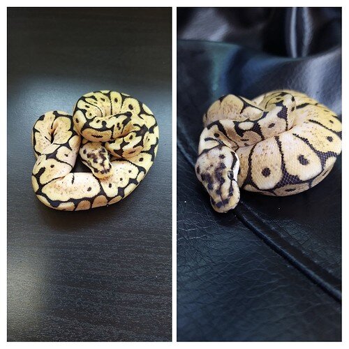 20210905_155052-COLLAGE