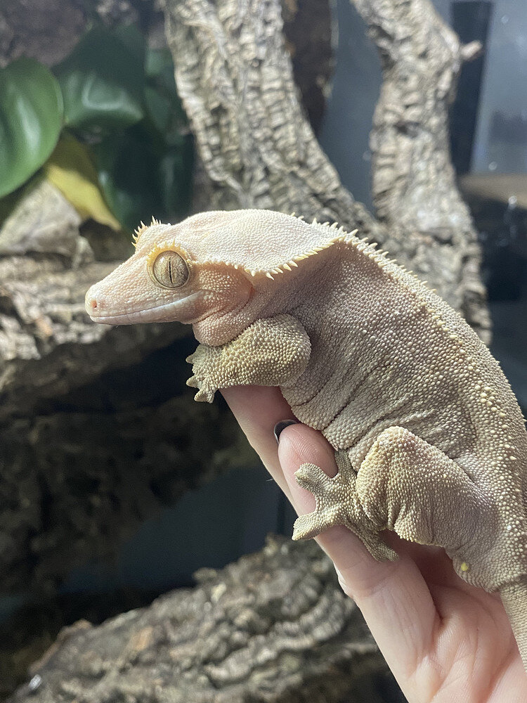 Crested Gecko Morph / Trait Guide - Crested Geckos - MorphMarket ...