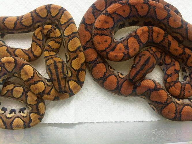 Xanthic Anery and Normal Sibling-1