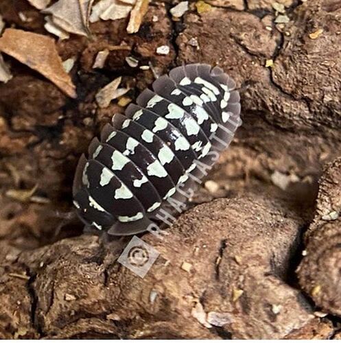 BrandiLarsonIsopods