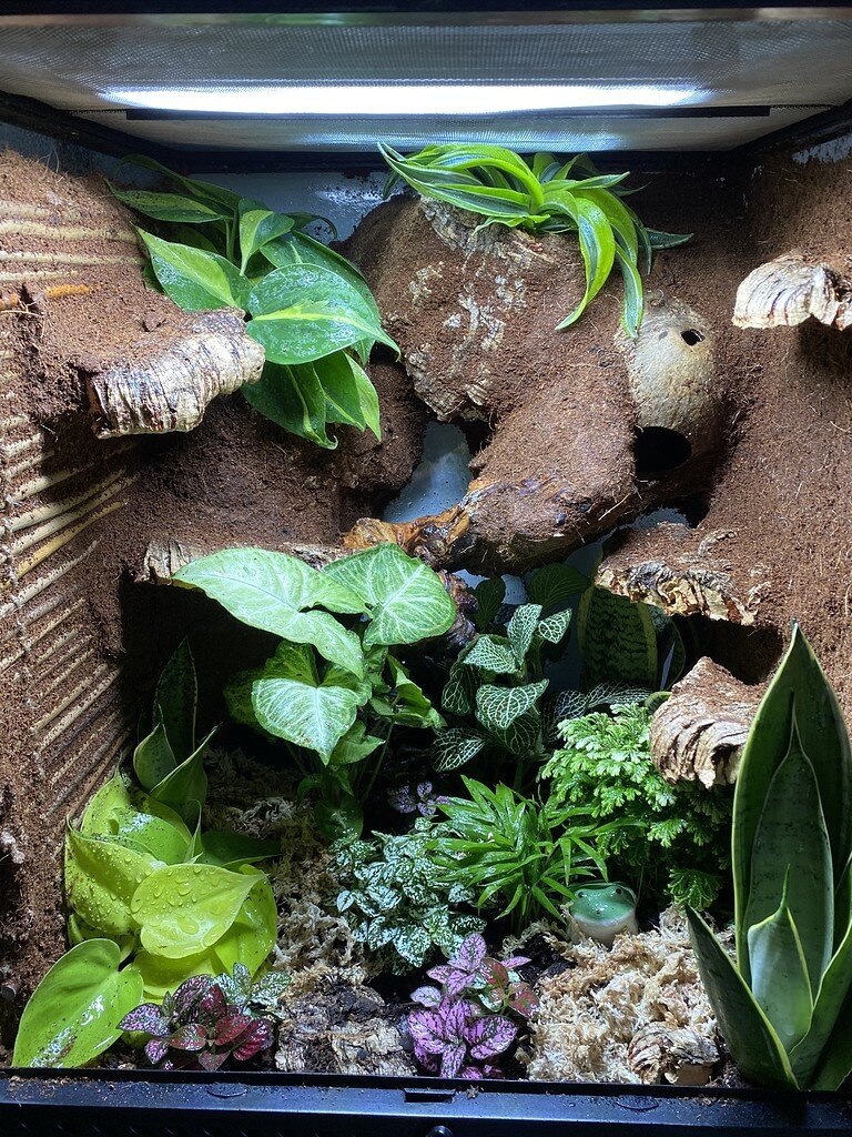19+ Plants For Crested Gecko Cage