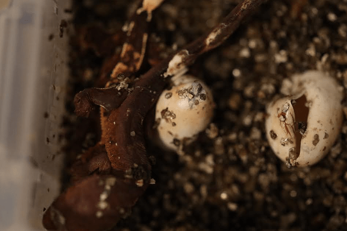 Screenshot 2022-06-05 7.16.53 PM