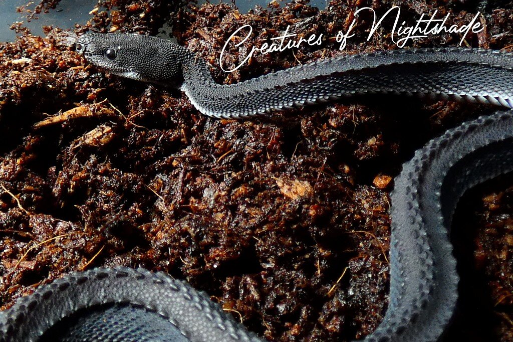 Dragon Snake Chilling in His Lair - Other Colubrids - MorphMarket