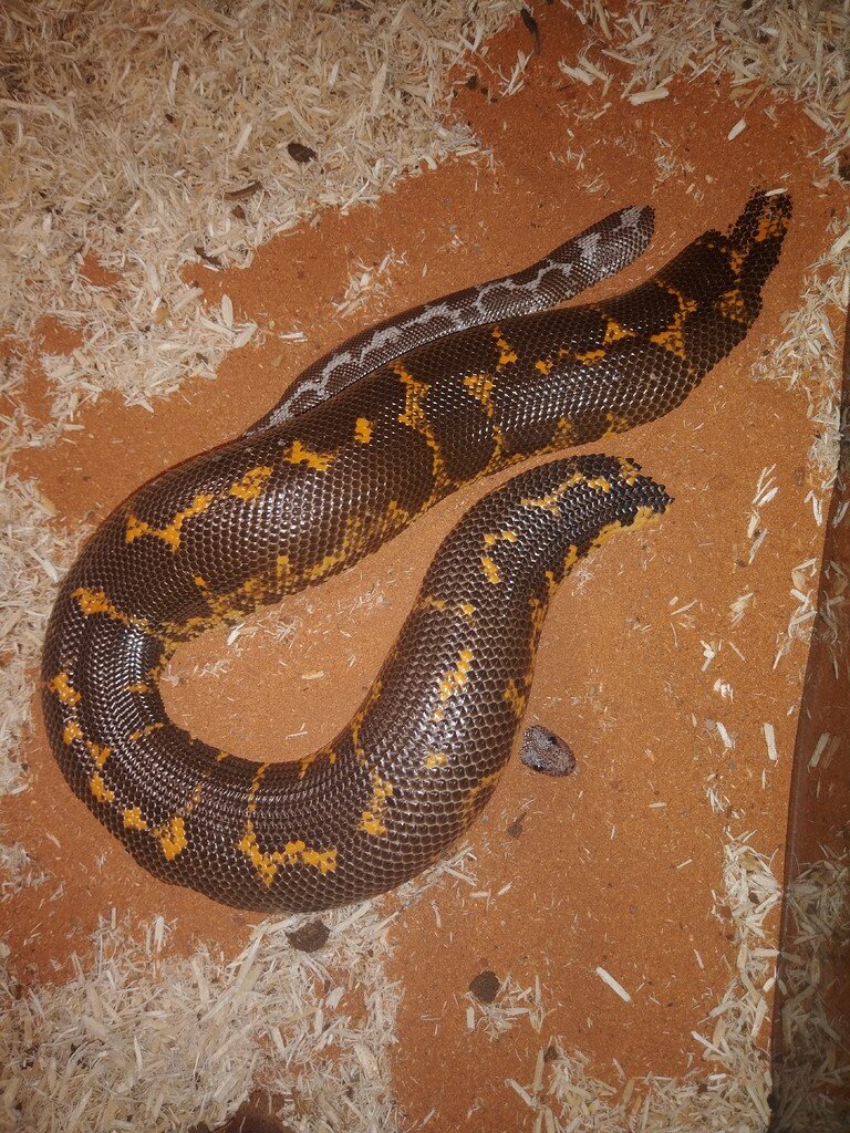 Picture of What are my Sand Boas doing? - Sand Boas - MorphMarket Reptile Community