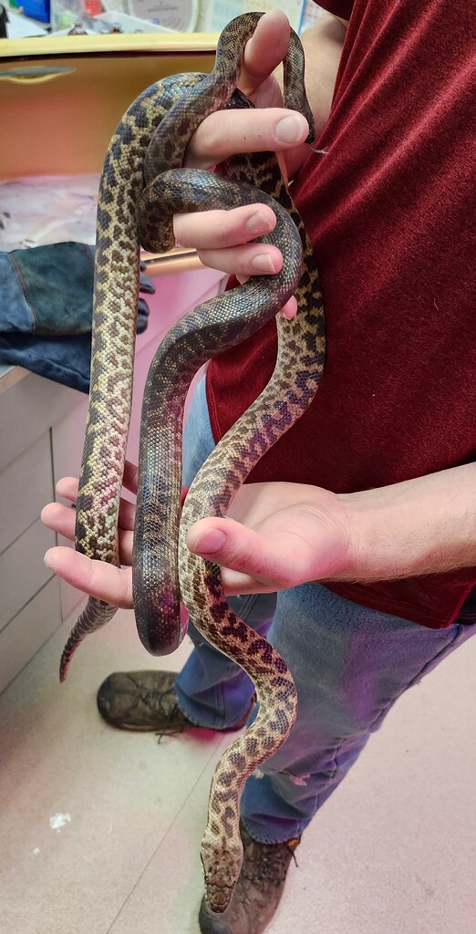 Spotted python pic - Other Pythons - MorphMarket Reptile Community