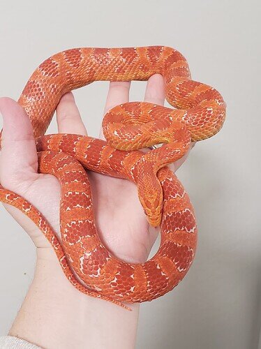 Amel - maybe red factor? Maybe strawberry?