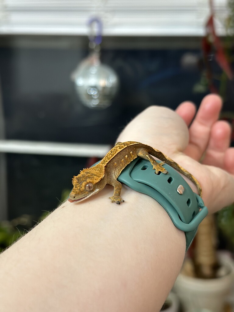 Stuck Shed On Toes Crested Gecko Baby - Crested Geckos - MorphMarket ...