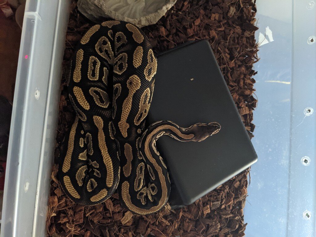 Could this be a form of bowl wrapping? Ball Pythons MorphMarket