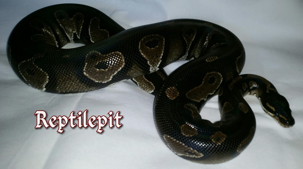 Request to add new gene - Dark Angel Ball Python [DONE] - Genetics ...