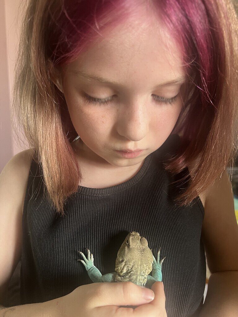 Meet Ralph! The Collared Lizard 😍 Lizards MorphMarket Reptile Community